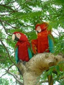The real macaws.