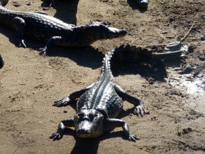 The caiman who slept next door.