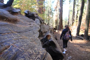 This tree is 2x my height, in width!